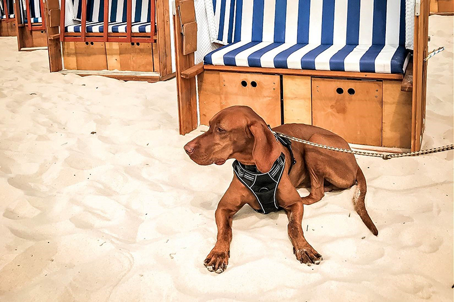 Hund liegt im Sand vor einem Strandkorb